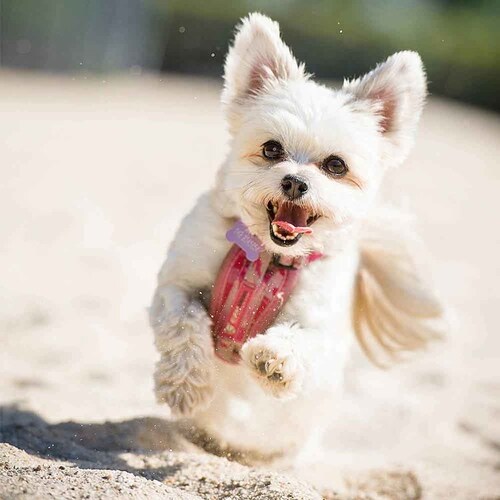 �� �n�[�l�X �n�[�l�X S �o�u���K�� EZYDOG �C�[�W�[�h�b�O_7