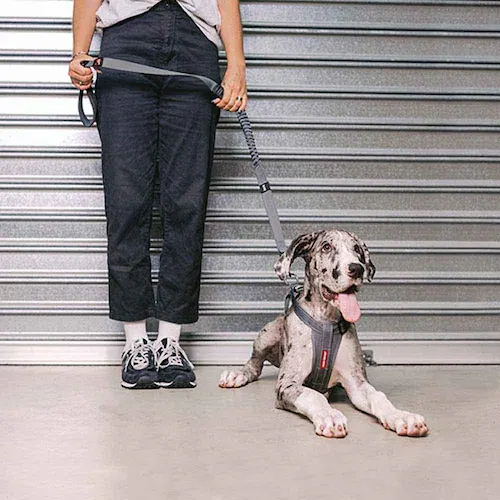 �� �n�[�l�X �n�[�l�X S �o�u���K�� EZYDOG �C�[�W�[�h�b�O_8