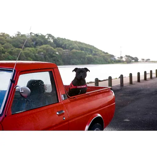 犬 ハーネス クイックハーネス XS ピンクカモ EZYDOG イージードッグ_2