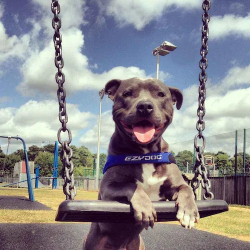 犬 ハーネス クイックハーネス XS ピンクカモ EZYDOG イージードッグ_4