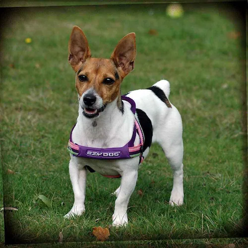 犬 ハーネス クイックハーネス XS ピンクカモ EZYDOG イージードッグ_5