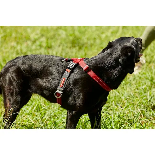 �� �n�[�l�X �N���X�`�F�b�N�n�[�l�X XS ���b�h EZYDOG �C�[�W�[�h�b�O_4