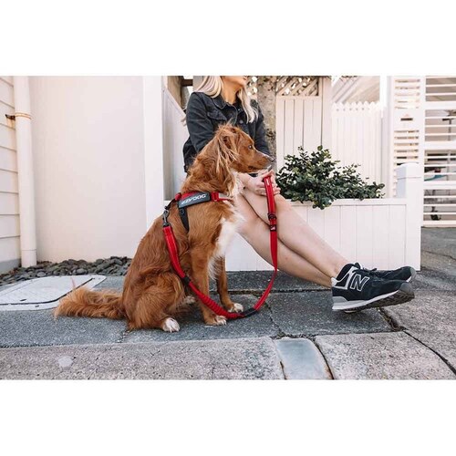 �� �n�[�l�X �G�N�X�v���X�n�[�l�X XS �u���b�N EZYDOG �C�[�W�[�h�b�O_4