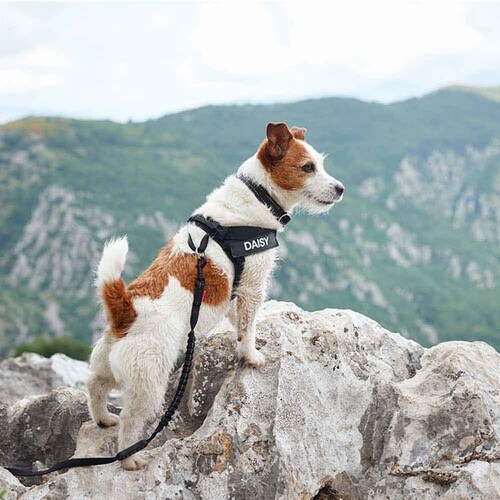 �� �n�[�l�X �G�N�X�v���X�n�[�l�X XS �u���b�N EZYDOG �C�[�W�[�h�b�O_5