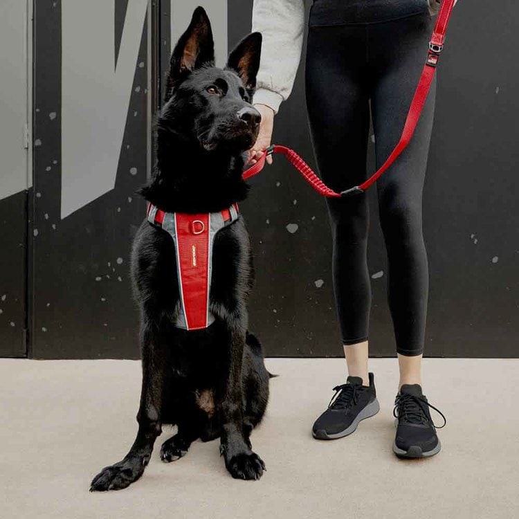 犬 ハーネス EZエックスリンクハーネス S レッド 7278981 │アイリス