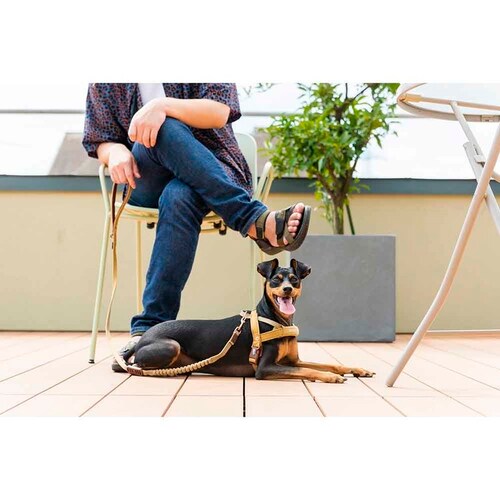 ���p ���[�h �[���V���b�N���C�g 120cm �f�j�� EZYDOG �C�[�W�[�h�b�O_3