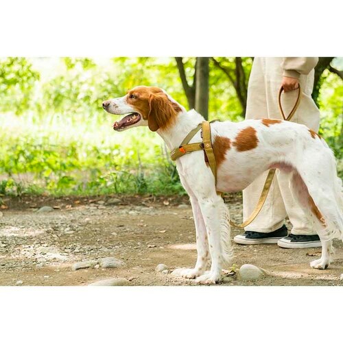 �� �n�[�l�X �N�C�b�N�n�[�l�X XXS �f�j��  EZYDOG �C�[�W�[�h�b�O_2