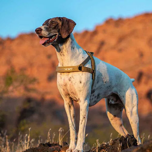 �� �n�[�l�X �N�C�b�N�n�[�l�X XXS �f�j��  EZYDOG �C�[�W�[�h�b�O_4