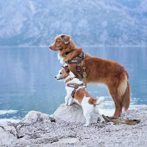 �� �n�[�l�X �G�N�X�v���X�n�[�l�X XXS �f�j��  EZYDOG �C�[�W�[�h�b�O_2