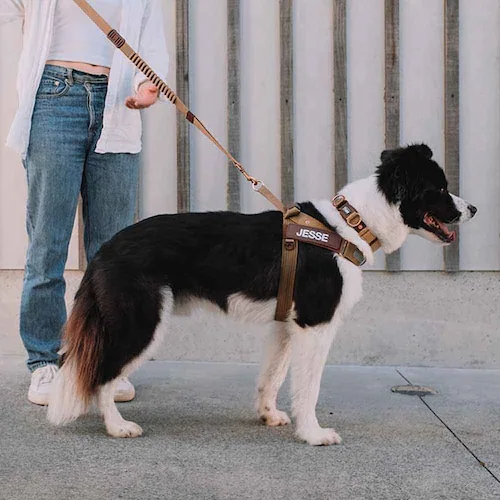 �� �n�[�l�X �G�N�X�v���X�n�[�l�X XXS �f�j��  EZYDOG �C�[�W�[�h�b�O_3