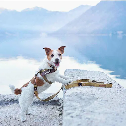 �� �n�[�l�X �G�N�X�v���X�n�[�l�X XXS �f�j��  EZYDOG �C�[�W�[�h�b�O_4