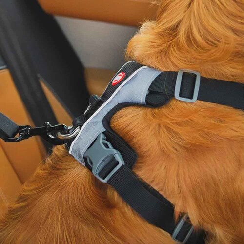 �� ���[�h �h���C�u���[�h �N���b�NISOFIX  EZYDOG �C�[�W�[�h�b�O_2