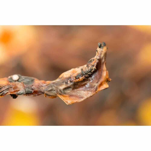 Tokka �ق��邢���f���� ���Y�� 70g �y���Ԏw��s�z�y�v���U�Z���N�g�z�y������s�z_13