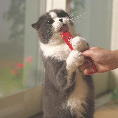 CIAO ����`�邲�͂� 14g�~20�{���� SC-562 �����o���G�e�B �����h�{�H ���Y�i �L ����� �L���b�g�t�[�h_2