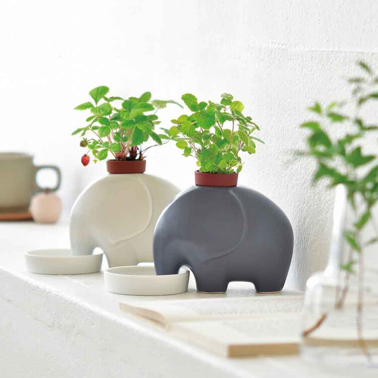 2種セット】エレプラント エレプラント【プラザセレクト】 7290085