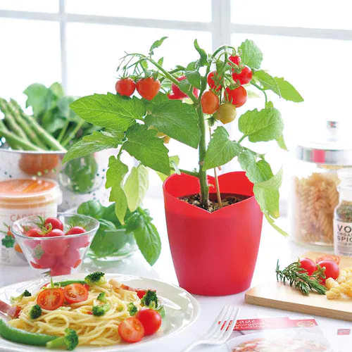 ハートマト栽培キット GD-1032 【プラザセレクト】_2