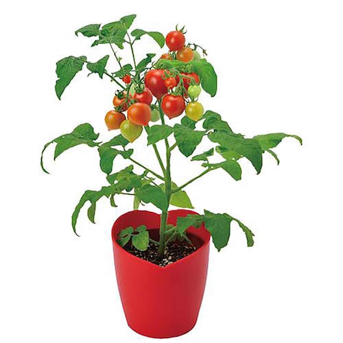 ハートマト栽培キット GD-1032 【プラザセレクト】_10