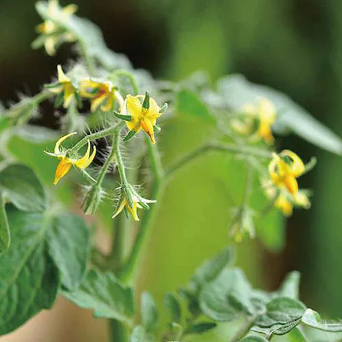 ハートマト栽培キット GD-1032 【プラザセレクト】_11