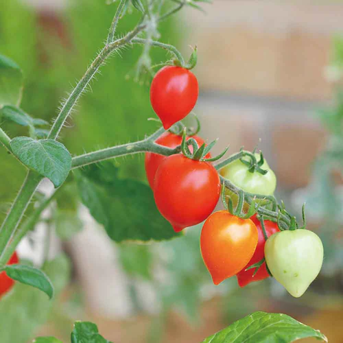 ハートマト栽培キット GD-1032 【プラザセレクト】_12