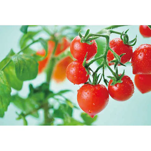 ハートマト栽培キット GD-1032 【プラザセレクト】_13