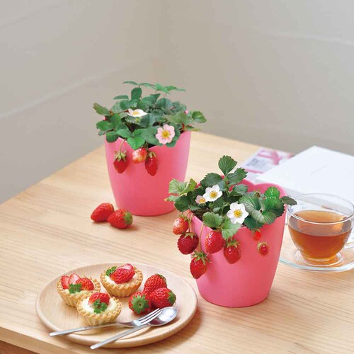 �E�݂��ăC�`�S�͔|�Z�b�g GD-1000 �y�v���U�Z���N�g�z_2