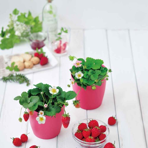 �E�݂��ăC�`�S�͔|�Z�b�g GD-1000 �y�v���U�Z���N�g�z_3