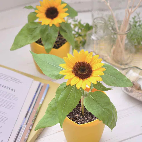 ひまわり栽培キット GD-1033 【プラザセレクト】_3