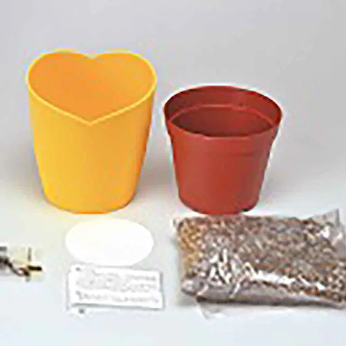 ひまわり栽培キット GD-1033 【プラザセレクト】_4