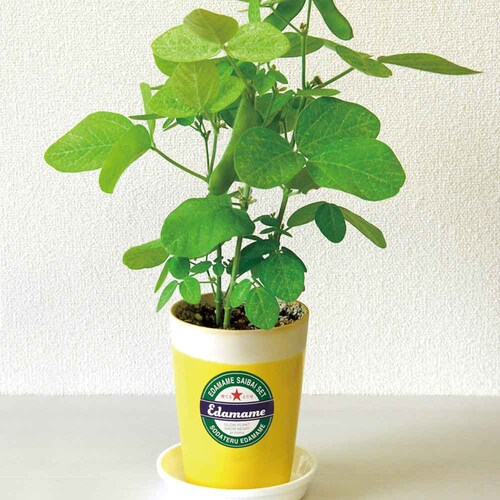 ��Ă邦�����͔|�Z�b�g GD-995 ���������y�v���U�Z���N�g�z_4