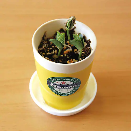 ��Ă邦�����͔|�Z�b�g GD-995 ���������y�v���U�Z���N�g�z_5