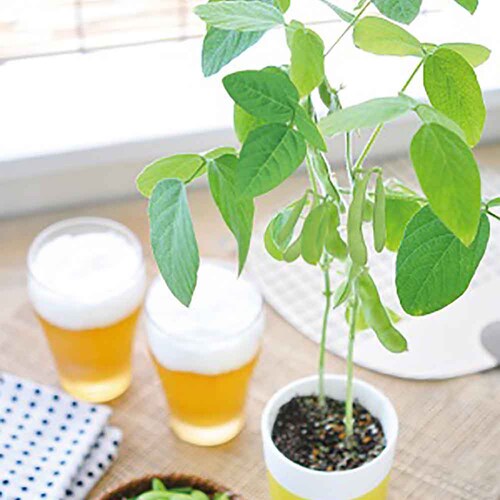 �y2��Z�b�g�z��Ă邦�����͔|�Z�b�g�i�������E���������j �y�v���U�Z���N�g�z_2