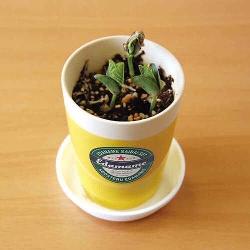 �y2��Z�b�g�z��Ă邦�����͔|�Z�b�g�i�������E���������j �y�v���U�Z���N�g�z_5