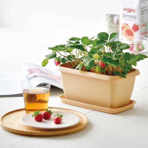 �y4��Z�b�g�z�G���W���C�v�����^�[�i�C�`�S�E�����܂߁E�~�j�g�}�g�E�~�j�q�}�����j �y�v���U�Z���N�g�z_2