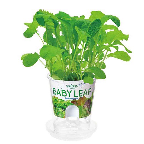 �t���b�V���t�B�[�� GD-81902 �T���_�z�E�����\�E�y�v���U�Z���N�g�z_9