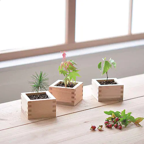 ソダテマス 盆栽栽培セット 黒松 GD-84601 【プラザセレクト】_2