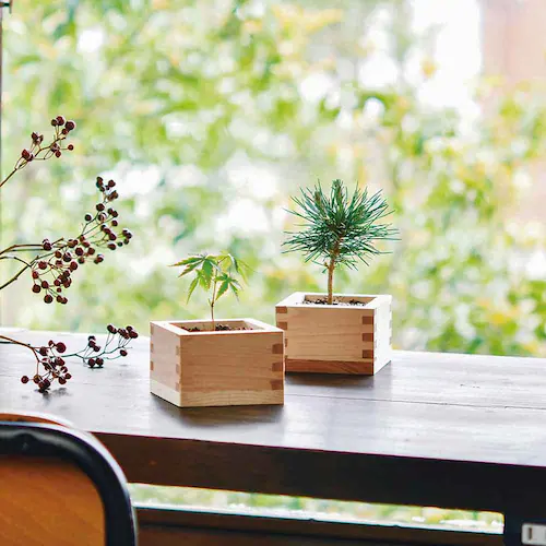 ソダテマス 盆栽栽培セット 黒松 GD-84601 【プラザセレクト】_3