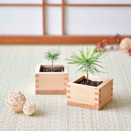 ソダテマス 盆栽栽培セット 黒松 GD-84601 【プラザセレクト】_4