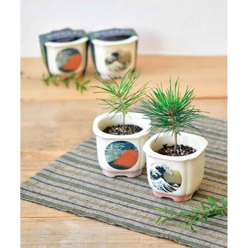 JAPANESE BONSAI �� GD-64003 �g�x�m�y�v���U�Z���N�g�z_7