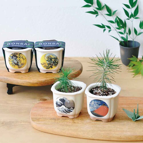 �y4��Z�b�g�zJAPANESE BONSAI ���i�g�x�m�E�ԕx�m�E���L�E�x�m�ƔL�j �y�v���U�Z���N�g�z_3