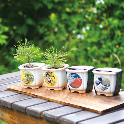 �y4��Z�b�g�zJAPANESE BONSAI ���i�g�x�m�E�ԕx�m�E���L�E�x�m�ƔL�j �y�v���U�Z���N�g�z_5