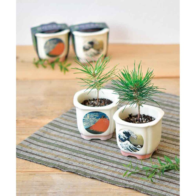 4種セット】JAPANESE BONSAI 松（波富士・赤富士・白猫・富士と猫