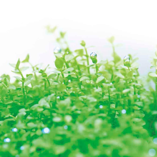 育てる水草(S) GD-812 _6