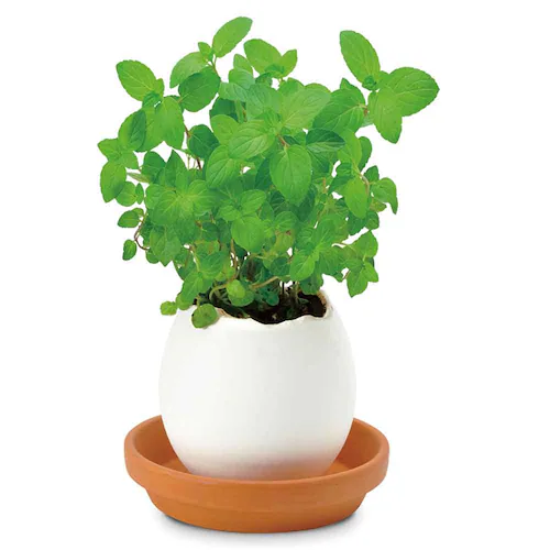 �G�b�O�����O �G�R EG-6001 �~���g�y�v���U�Z���N�g�z_3