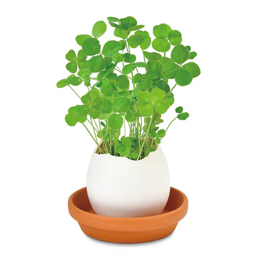 �G�b�O�����O �G�R EG-6001 �~���g�y�v���U�Z���N�g�z_6