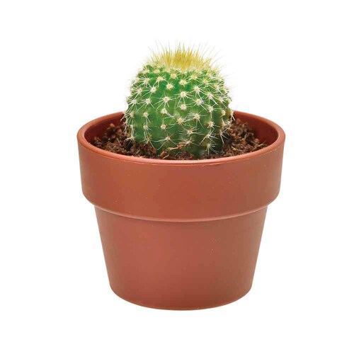 ��Ă�J�v�Z�� �T�{�e�� GD-921 �y�v���U�Z���N�g�z_5