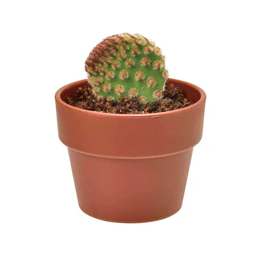 ��Ă�J�v�Z�� �T�{�e�� GD-921 �y�v���U�Z���N�g�z_7