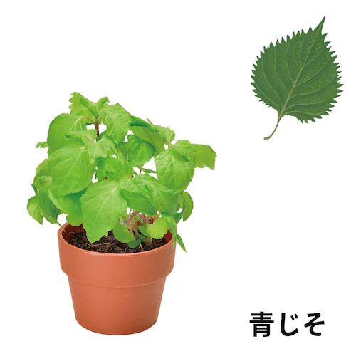 【4個セット】育てるカプセル 薬味 【プラザセレクト】_5