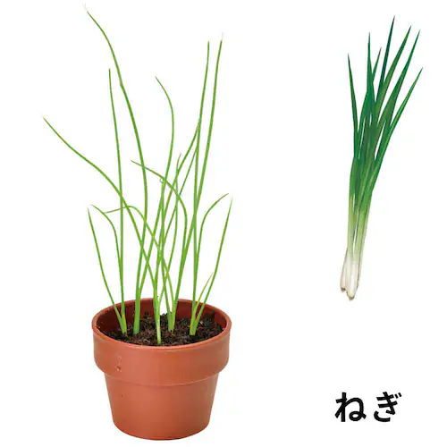 【4個セット】育てるカプセル 薬味 【プラザセレクト】_7