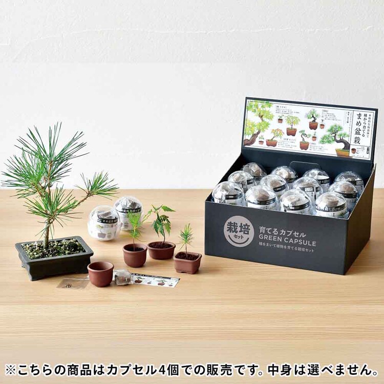 4個セット】育てるカプセル まめ盆栽 7290153│アイリスオーヤマ公式
