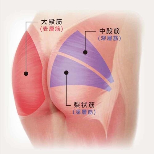 �A�e�b�N�X�����h �v���~�A���V�[�g�}�b�T�[�W���[ AX-HPL368IV �A�C�{���[_17